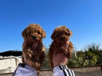Irk Ve Sağlık Garantili Kore Red Toy Poodle Bebekler