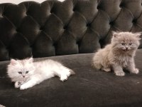 British shorthair yavrularımız