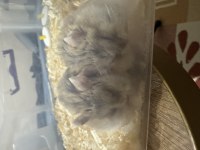 2 Tane Suriye Hamster Sağlıklı