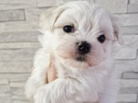 Irk Ve Sağlık Garantili Pamuk Maltese Bebekler