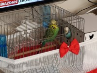 Jumbo Vasıflı Muhabbet Kuşu Takım Yavrulu