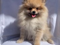 Türkiye'nin En Seçkin Pomeranian Spitz Boy Kilo Garantili Yavruları