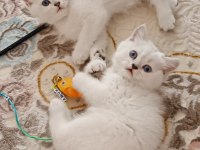 Ayı Surat British Dişi