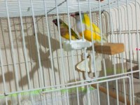 Bir çift yavru yumurta garantili golden finch