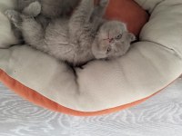Scottish fold lilac erkek
