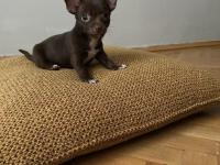 Chihuahua (Şivava) 2,5 Aylık Erkek