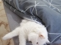 Chinchilla Erkek Kedimize Dişi Kedi Arıyoruz