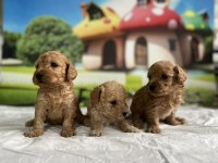 Maltipoo Cinsi Yavru