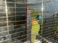 Dişi ve erkek yetişkin kafesi ile sevda papağanı