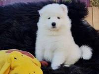 Samoyed köpeği yavruları