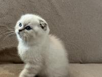 Scottish Fold Erkek Bebek