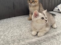 Yavru Kedilerimize Yuva Arıyoruz