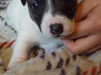 Jack Russell Yavruları Irk Garantili