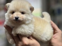 Satılık Spitz Yavrularımız Hazır