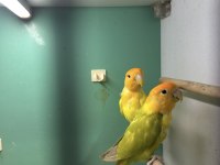 2 Takım Garantili Damızlık Sevda Papağanı