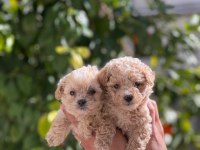 Sevimli maltipoo yavrularımız