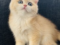 British shorthair golden dişi yavru