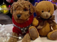 Dünya tatlısı toy poodle yavruları