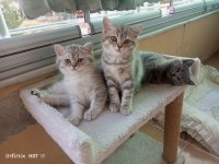 Muhteşem british prensesler yuva arıyor