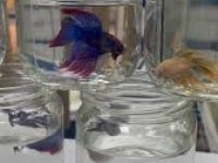 Grand A Kalite Renk Renk Betta Balıklar Adana