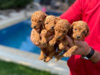 Red brown toy poodle yavruları