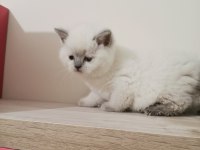 Mükemmel british shorthair bebekler