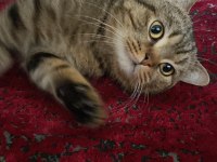 Trabzon içi sahiplendirilecek kedimiz paşa