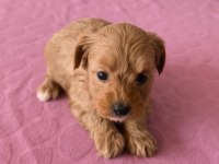 Maltipoo Bebek Köpekler
