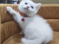 Odd Eyes British Shorthair Yavrumuz