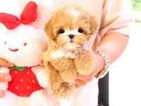 Maltipoo cins bebek köpeklerim