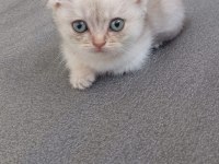 2 Aylık Sağlıklı Scottish Kediler