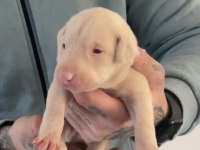 Pink Doberman Yavrularımız Almanyadan İthal Üst Kalite