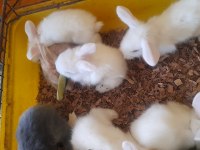 Hollanda lop tavşanı yavrusu