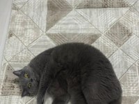 1 Yaşında Eğitimli British Shorthair