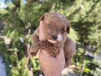 Sevimli Poodle Yavruları Yeni Yuvaya Gitmeye Hazır