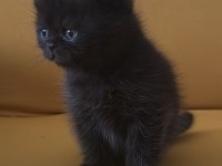 Top Kafa Scottish Fold Minikler