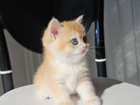 Safkan Golden British Shorthair