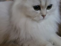 Güzel Chinchilla Yavruları