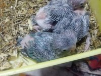 Forpus Papağanı Yavrularımız