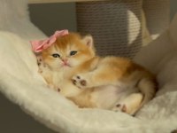 Kedimiz İçin Açıklamayı Tamamen Okumadan Aramayın Lütfen