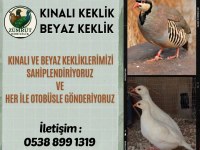 Yetişkin kınalı ve beyaz keklik anaç