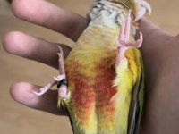 Evcil Konuşkan Konur Papağanı