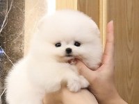 Mersin De Şirin Pomeranian Boo Köpekler