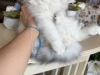 British longhair yavrularım