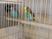 Renk Güzeli Genç Bakıcı Takım Muhabbet Kuşu