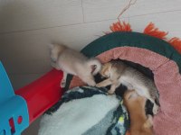 İnanılmaz Tatlı Exotic Shorthair Yavruları