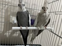 Sultan papağanı çocuklar için almıştım