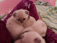 Yavru Kedilerimiz Yeni Yuvalarını Arıyorlar