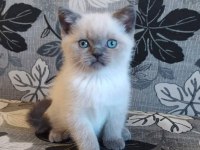 Birbirinden Sevimli British Shorthair Yavruları