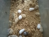 60-80 Adet Gonzales Yavru Hamster